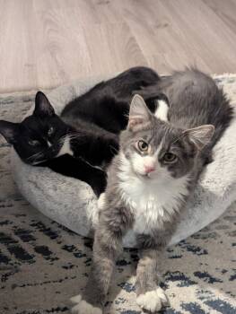 Domestic Short Hair Cats Available for Adoption - Moon | PetCurious