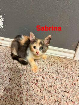 Sabrina -  Domestic Short Hair Cat for Adoption in Mount Pleasant, Texas - Sabrina | PetCurious