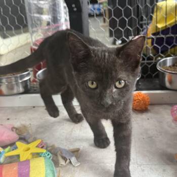 Rescue Domestic Short Hair Cats for Adoption in Absecon, New Jersey - Reed | PetCurious