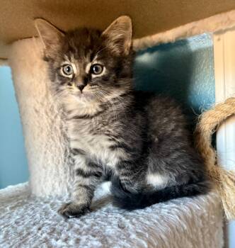 Domestic Medium Hair Cats Available for Adoption - Evee | PetCurious