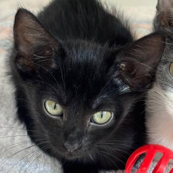 Pecan -  Domestic Short Hair Cat for Adoption in Naperville, Illinois - Pecan | PetCurious