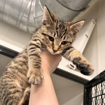 Bart -  Domestic Short Hair Cat for Adoption in Albert Lea, Minnesota - Bart | PetCurious
