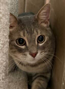 Rescue Tabby Cats for Adoption in Belton, Missouri - Otis | PetCurious