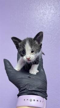 Share Bear* -  Domestic Short Hair Cat for Adoption in El Paso, Texas - Share Bear* | PetCurious