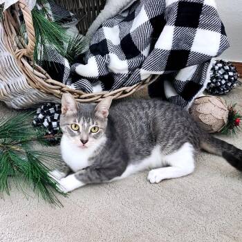 Domestic Short Hair Cats Available for Adoption - Sandy | PetCurious