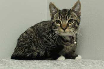 Rescue Domestic Short Hair and American Shorthair Cats for Adoption in Frankfort, Indiana - Banjo | PetCurious