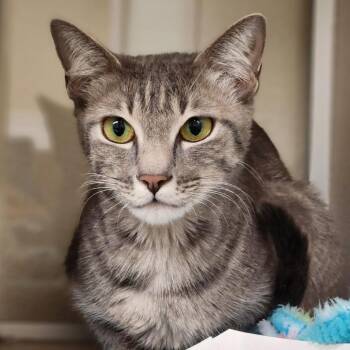 Domestic Short Hair Cats Available for Adoption in Reno, Nevada - Victoria | PetCurious