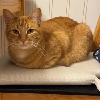 Ruby -  Domestic Short Hair Cat Available for Adoption in Chicago, Illinois - Ruby | PetCurious