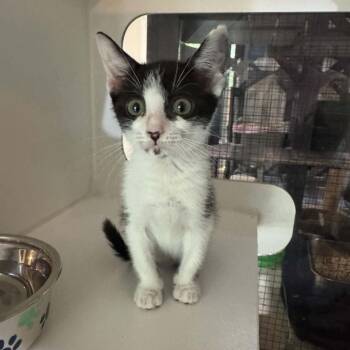 Oreo (Moo Moo) -  Domestic Medium Hair Cat for Adoption in Pinellas Park, Florida - Oreo (Moo Moo) | PetCurious