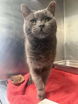 BLITZ -  Domestic Short Hair Cat for Adoption in Hagerstown, Maryland - BLITZ | PetCurious