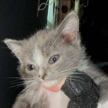 Taquito -  Domestic Short Hair Cat Available for Adoption in Winchester, Virginia - Taquito | PetCurious