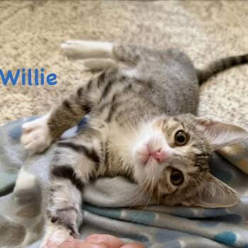 WILLIE -  Domestic Short Hair Cat for Adoption in Belfair, Washington - WILLIE | PetCurious