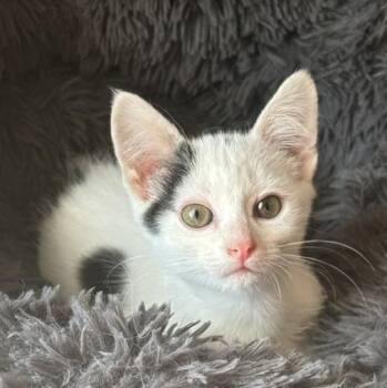 Goose -  Domestic Short Hair Cat for Adoption in Minneapolis, Minnesota - Goose | PetCurious