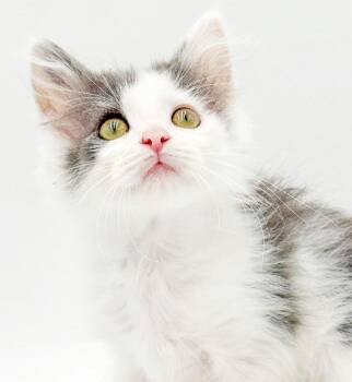 Boone is baby brilliance - what a floof -  Ragdoll and Turkish Van Cat for Adoption in Bedford Hills, New York - Boone Is Baby Brilliance - What A Floof | PetCurious