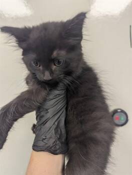 Domestic Long Hair Cats Available for Adoption in Ontario, California - QUEENIE | PetCurious
