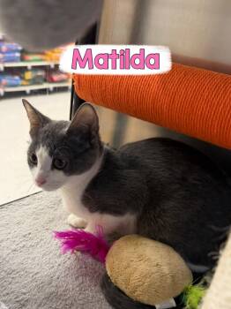 Matilda -  Domestic Short Hair Cat for Adoption in Hazlet, New Jersey - Matilda | PetCurious