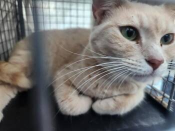 Domestic Short Hair Cats Available for Adoption in Fort Lauderdale, Florida - SOL | PetCurious