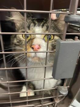 Domestic Medium Hair Cats Available for Adoption - A134855 | PetCurious