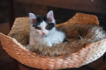 Sprinkles -  Domestic Short Hair Cat for Adoption in Loogootee, Indiana - Sprinkles | PetCurious