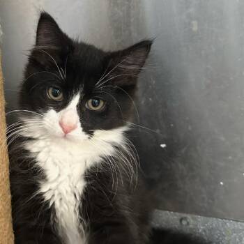 Sausage -  Domestic Long Hair Cat for Adoption in Wappingers Falls, New York - Sausage | PetCurious