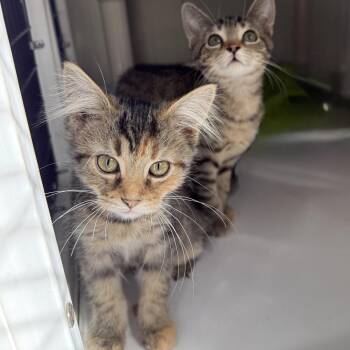 Lanyard -  Domestic Short Hair Cat for Adoption in Oconto, Wisconsin - Lanyard | PetCurious