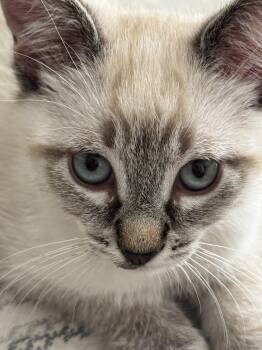 Rip - Playful Baby -  Bombay and Domestic Short Hair Cat for Adoption in Kirkland, Washington - Rip - Playful Baby | PetCurious