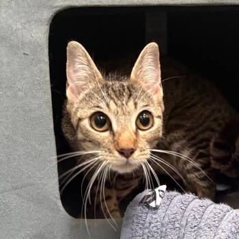 Flirt -  Domestic Short Hair Cat for Adoption in Goleta, California - Flirt | PetCurious
