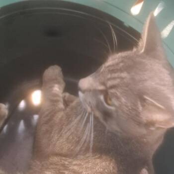 Domestic Short Hair Cats Available for Adoption in West Palm Beach, Florida - Boris | PetCurious