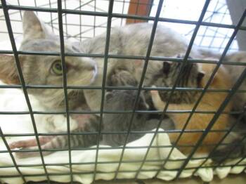 SHEILA -  Domestic Short Hair Cat for Adoption in Ocala, Florida - SHEILA | PetCurious