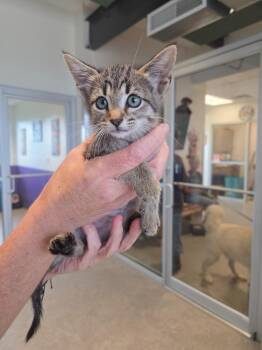 Debbie -  Domestic Short Hair Cat Available for Adoption in Bossier City, Louisiana - Debbie | PetCurious
