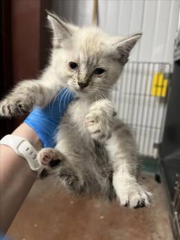 *GINGER -  Domestic Short Hair Cat Available for Adoption in Woodland, California - *GINGER | PetCurious