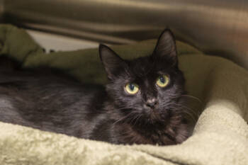 Rescue Domestic Short Hair Cats for Adoption in North Charleston, South Carolina - 88381a Batilda | PetCurious