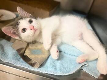FRENCH FRY -  Domestic Short Hair Cat for Adoption in Fort Wayne, Indiana - FRENCH FRY | PetCurious
