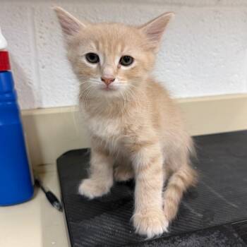 Pip -  Domestic Short Hair Cat for Adoption in Ardmore, Oklahoma - Pip | PetCurious
