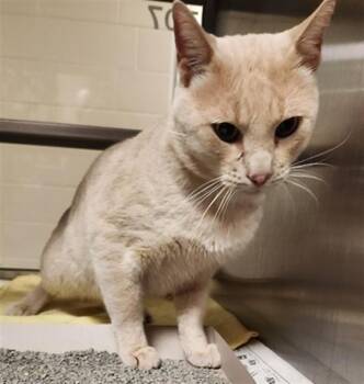 Rescue Domestic Short Hair Cats for Adoption in Plano, Texas - Jinx A214427 | PetCurious