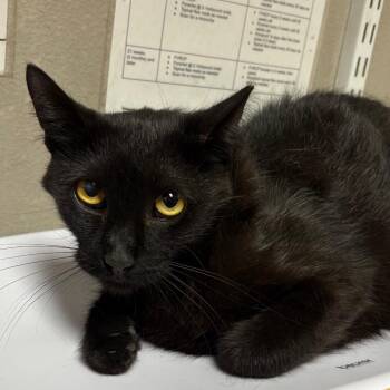 Howie -  Domestic Short Hair Cat for Adoption in Yuma, Arizona - Howie | PetCurious