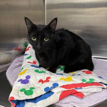 Buckly -  Domestic Short Hair Cat for Adoption in Spokane, Washington - Buckly | PetCurious