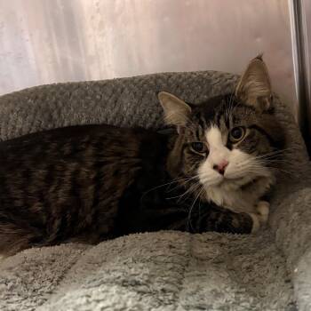 Domestic Long Hair and Maine Coon Cats Available for Adoption in Chehalis, Washington - Pretty Boy | PetCurious