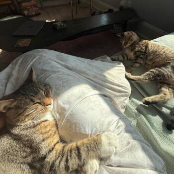 Sweet Tooth & Sugar Rush -  American Shorthair Cat for Adoption - Sweet Tooth & Sugar Rush | PetCurious