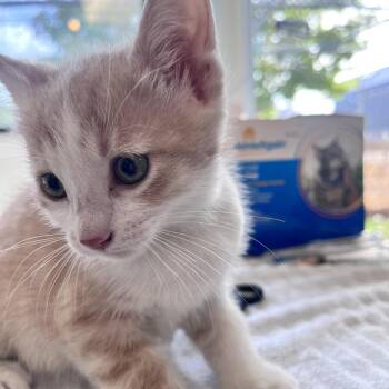 Toast -  Domestic Short Hair Cat for Adoption in Denver, Colorado - Toast | PetCurious