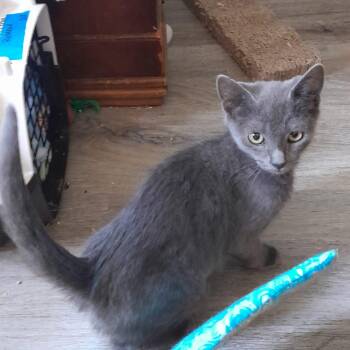 Rosebud w/JoeJo -  Domestic Short Hair Cat for Adoption in Silverton, Oregon - Rosebud W/JoeJo | PetCurious