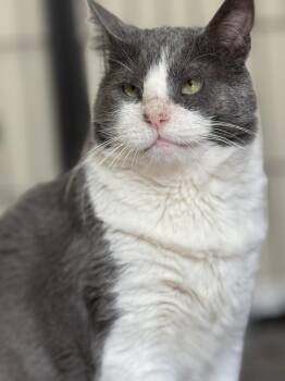 Rescue Tuxedo Cats for Adoption in West Hollywood, California - Ollie | PetCurious