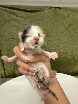 Domestic Short Hair Cats Available for Adoption in Riverside, California - A1909366 | PetCurious