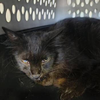 Ethel -  Domestic Medium Hair Cat for Adoption in Moses Lake, Washington - Ethel | PetCurious