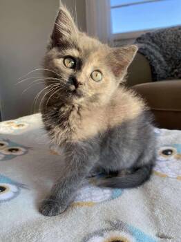 Rescue Domestic Short Hair Cats for Adoption - Eden | PetCurious