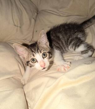 April -  Domestic Short Hair Cat for Adoption in Norco, California - April | PetCurious