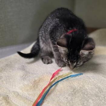 Betsy -  Domestic Short Hair Cat for Adoption in Westland, Michigan - Betsy | PetCurious