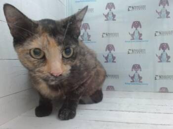 CORDELIA -  Domestic Short Hair Cat for Adoption in Orlando, Florida - CORDELIA | PetCurious