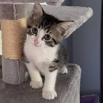 Jordan -  Domestic Short Hair Cat for Adoption in Potomac, Maryland - Jordan | PetCurious