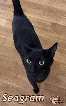 Seagram -  Domestic Short Hair Cat for Adoption in Douglasville, Georgia - Seagram | PetCurious
